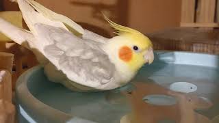 今日のオカメインコ【シナモン】