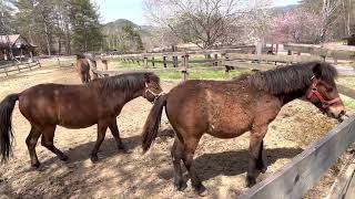 2023年4月28日　木曽馬の里③木曽馬は日本古来種です