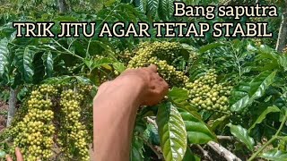 PERAWATAN KOPI SAMBUNG SETELAH BUAH AGUNG