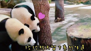 圓寶愛撒嬌，走來走去緊跟圓圓|熊貓貓熊The Giant Panda Yuan Yuan and Yuan Bao|台北市立動物園