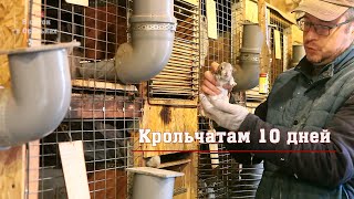 Крольчатам 10 дней. Крольчата открывают глазки