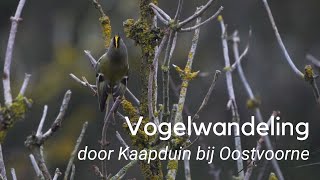 Vogelwandeling door Kaapduin bij Oostvoorne #1148