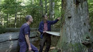 Mehr lebendiges Totholz im Wald - Projekt BioHolz