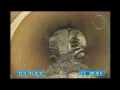 raccoons in storm sewer