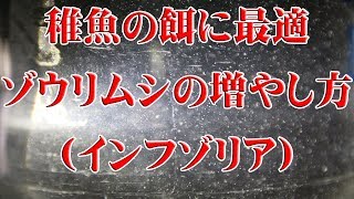 稚魚の餌ゾウリムシの増やし方!! ～インフゾリア～