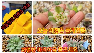 3월 4일 이벵 몰게인금 있어요 보석마리아금 마릴린금 저렴한 마리아금 품으세요