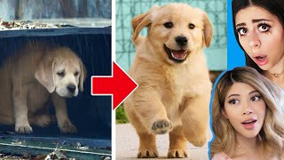 Unbelievable Homeless Animal Rescue Transformations!  🐶 w/ Azzyland