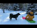 how to toboggan on the snow for beginners prince edward island tobogganing