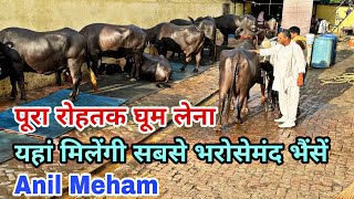 भैंसों में नहीं मिलेगी कोई कमी - Top Class Big Ud*er Buffaloes Available in Rohtak (Haryana)