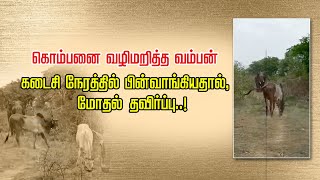 கொம்பனை வழிமறித்த வம்பன்...கடைசி நேரத்தில் பின்வாங்கியதால், மோதல் தவிர்ப்பு..!