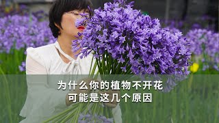 為什麼你的植物不開花，可能是这几个原因