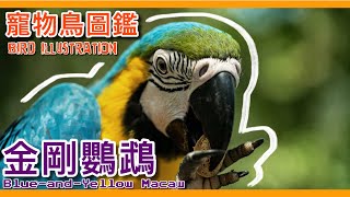 最像狗狗的鳥？超貴寵物鳥「金剛鸚鵡」！blue and yellow macaw illustrated book【鸚鵡小木屋】【寵物鳥圖鑑EP20】