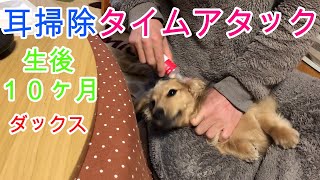 パパとナッツの耳掃除攻防戦！ ミニチュアダックスフンド 生後１０カ月【ちゃんねるナッツ】vol.082