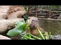 【ボリボリ食べ尽くす】カピバラさん 水草