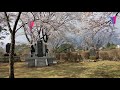 伊那市　春日公園の桜を見る