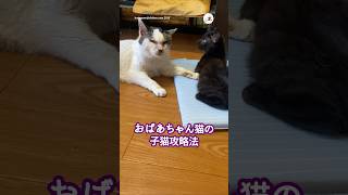 【必見】おばあちゃん猫の子猫攻略法｜PECO #シニア猫 #保護猫 #子猫 #保護猫のいる暮らし #seniorcat #rescuedcat #kitten #rescuedcatlife