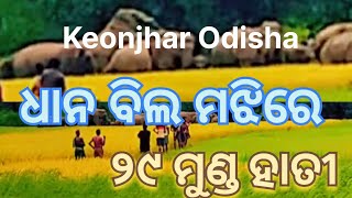 ଧାନ ଫସଲ ନଷ୍ଟ କଲେ ୨୯ ମୁଣ୍ଡ ହାତୀ ପୋଲ ll #elephant #animals #shortvideo #odisha  #aariyaantv