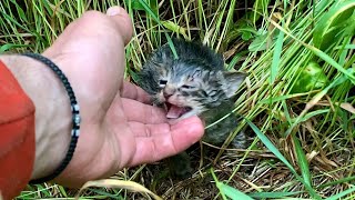 Reacued Abandoned Baby Kittens Thanks To Our Shelter Dogs