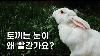 토끼는 눈이 왜 빨간가요? 『브레인팡팡 배경지식 넓히기[11] -우리말-』