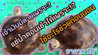 เต่าซูคาต้า - แช่น้ำได้ไงอากาศเย็น18°/ช่วยให้นอนด้วย?กระจ่างแล้วลายบนกระดองก้อนเงินมาจาก?