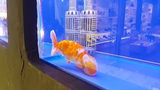 ประกวดปลาทองรวมทุกสายพันธุ์ งานประมงน้อมเกล้า62 Goldfish pageant, Thailand2019