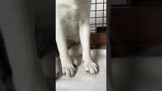 この道を進んだ先には何が？　#shorts  #shibainu  #柴犬  #doglover #cutedog