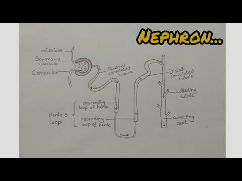 Labelled Diagram Of Nephron L How To Draw Nephron With Labelling L ES ...