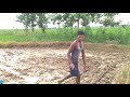 farming video ମେସିନ୍ ସାହାଯ୍ୟରେ ଧାନ ଚାଷ dhana palha lageiba