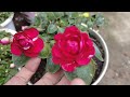 How to grow Impatiens, Busy Lizzie