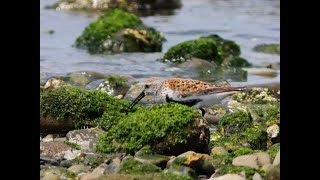 ハマシギ　Dunlin　野鳥　wildbirds