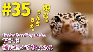 ヤモリを捕まえたので飼ってみる＃35「睨む。そしてうんちする。」