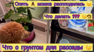 ЧТО С ГРУНТОМ ДЛЯ РАССАДЫ 🤔☹️ КАК ИЗБАВИТЬСЯ ОТ МОШКИ  ???🤔👩‍🌾