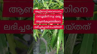 സമദാനി/ആറ്റ് നോറ്റ്അവസാനം റസൂലിന്(സ്വ)ഒരു ആൺകുഞ്ഞിനെ ലഭിച്ചപ്പോൾ ചെയ്തത്