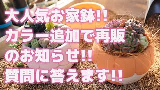 【多肉植物】大人気お家鉢!!カラー追加で再販のお知らせ!!質問に答えます!!【succulent】トロピカルガーデン