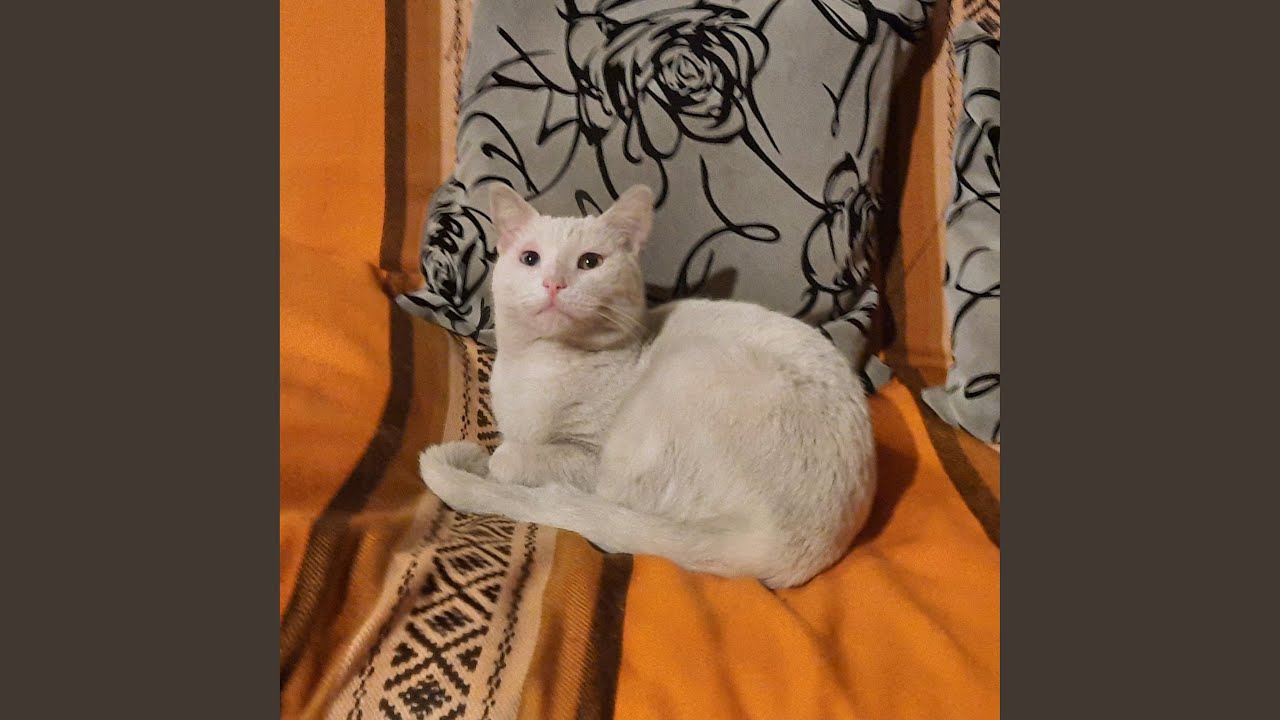 Mi Gatito Youtube Music