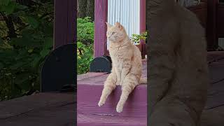 Relaxing Cat #cat #chill #fyp #viralvideo