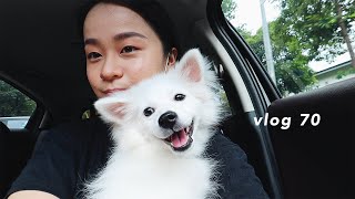 VLOG 70 | 皮皮打疫苗 | 超市囤货分享 | 炸猪排咖喱饭🍛 | 天哥的糖醋排骨食谱 | 手工牛皮纸收纳盒 | 荷兰松饼 | 疫情宅家日常