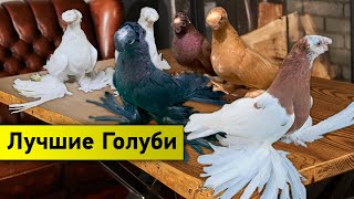 Лучшие голуби года! Двухчубые голуби. Tauben. Pigeons. Palomas. Pombos.