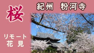 Cherry blossoms(sakura) in Kokawa-dera Temple (Wakayama, Japan)