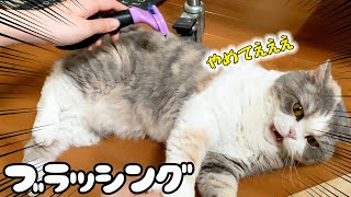 ブラッシングが嫌いな猫たちにファーミネーターを使ってみた結果...！