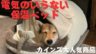 【三毛柴姉妹ケケとムイ】ベッドを独り占めする妹ムイちゃん