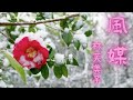 【朗読】林芙美子『風媒』＃青空文庫、＃名作文学、