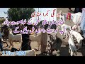 Korangi Bakra Mandi Latest Update Cheapest Market in Karachi