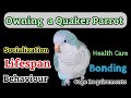 Comprehensive Guide to Owning a Quaker Parrot