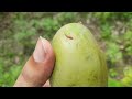 আমের মাছি পোকা দমন করুন খুব সহজেই how to control mango fruit fly agro tech