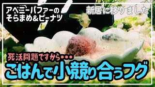 イトメをめぐる小競り合いを起こすフグ#3【アベニーパファーのそらピーVLOG】