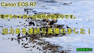 【野鳥撮影カメラ028】電子シャッター時代の始まり