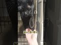 猫のお手 ガルツキちゃんねる 保護猫 猫動画 猫のいる暮らし お手 猫のしつけ