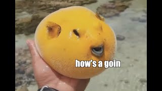 Bob The Blob