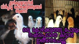 ഇൻക്യൂ ബേറ്ററിൽ വിരിഞ്ഞ കോഴിക്കുഞ്ഞുങ്ങളെ എങ്ങനെ വളർത്താം Baby chickenlifestyle